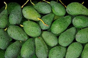 Aguacates recogidos directamente del arbol