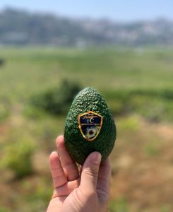 aguacate premium en mano