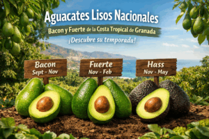 Aguacate nacional liso: Bacon y fuerte