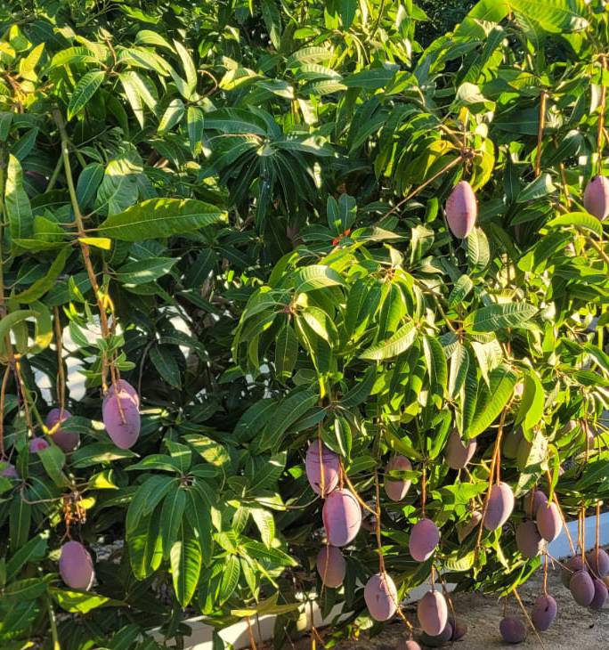 mango-fruta